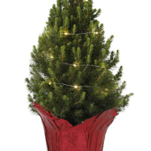 Dwarf Alberta Spruce with lights - Image 1