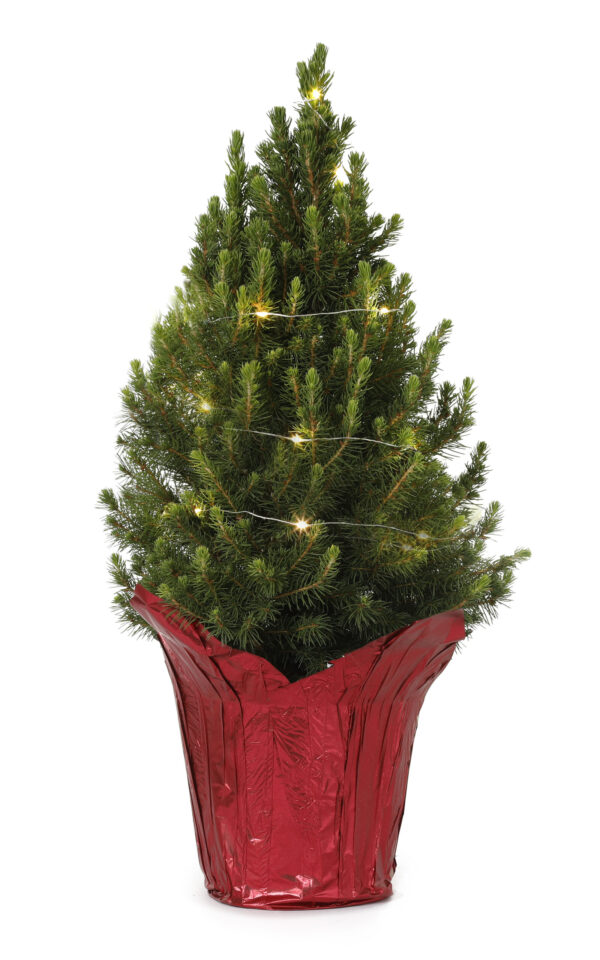 Dwarf Alberta Spruce