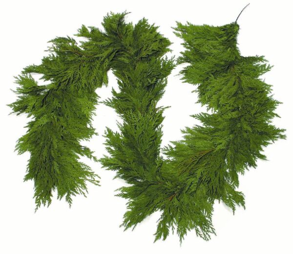 Western Red Cedar Garland on White